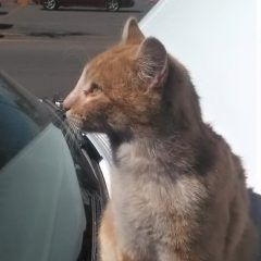 Rescatan a gato atorado en un vehículo
