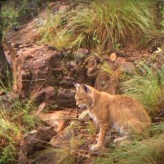 Captan a Lince o gato Montés en Campo Verde Chihuahua (Video)