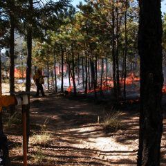 Exhorta CONAFOR a la población a no combatir incendios forestales si no está capacitada.