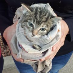 Rescatan Policías y Bomberos de Rubio un gatito que subió a un árbol de 10 metros de altura