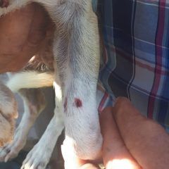 Denuncian a menonita por maltrato animal, le disparó a un perro con postas