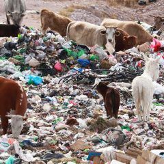 Aprueba ayuntamiento de Cuauhtémoc anular título de concesión para proyecto de la basura