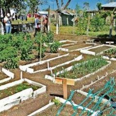 Impulsa gobierno municipal de Cuauhtémoc huertos de traspatio