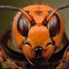 INSTRUYE DESARROLLO RURAL DE CUAUHTÉMOC A MANTENER VIGILANCIA PARA PREVENIR AVISPÓN GIGANTE