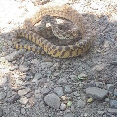 Capturan una vibora en uba casa de Rubio