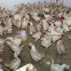 DESTINAN MUNICIPIO DE CUAUHTÉMOC Y ESTADO 126 PAQUETES DE GALLINAS A FAMILIAS RURALES
