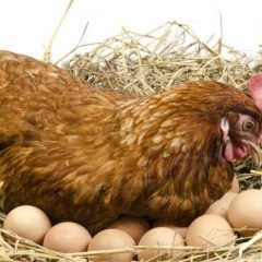 CONVOCA MUNICIPIO DE CUAUHTÉMOC A PARTICIPAR EN PROGRAMA DE GALLINAS PONEDORAS