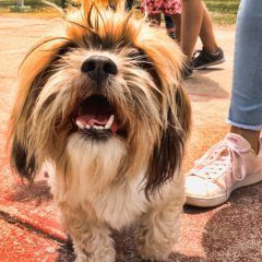 Emite CMACC consejos sobre cómo proteger a las mascotas del calor