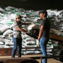 Entrega Desarrollo Rural apoyo de fertilizante a productores rurales