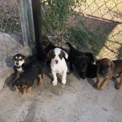 ADOPTA UNA MASCOTA EN EL CENTRO MUNICIPAL DE ADOPCIÓN Y CONTENCIÓN CANINA.