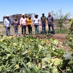 OBTIENEN PRIMERAS COSECHAS HUERTOS FAMILIARES IMPULSADOS POR GOBIERNO MUNICIPAL DE CUAUHTÉMOC