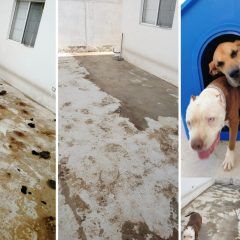 TRABAJA CMACC CUAUHTÉMOC EN LA PREVENCIÓN DEL MALTRATO ANIMAL