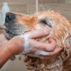 Exhorta IMSS a mantener las medidas de higiene en mascotas para evitar rickettsia
