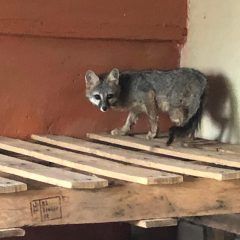 UNA PERSONA ENTREGA VOLUNTARIAMENTE A CMACC CUAUHTÉMOC A UNA ZORRA GRIS