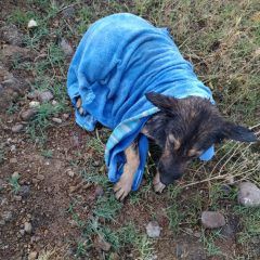 Bomberos rescatan un perro que cayó en una fosa