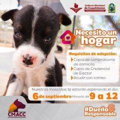 ESTE DOMINGO, EL CMACC TE INVITA A ADOPTAR UNA MASCOTA