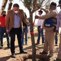 Transforma municipio de Cuauhtémoc imagen del bulevar Fernando Baeza con 311 árboles