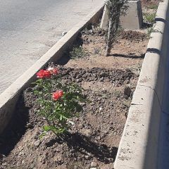 400 rosales complementan reforestación del bulevar Fernando Baeza