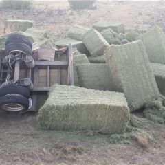 Volcadura de camión de carga con pacas de pastura