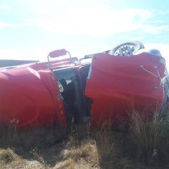 Persona lesionada en volcadura de tráiler, mueren 18 vacas de 95 que transportaba