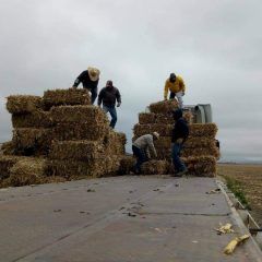Apoyará municipio de Cuauhtémoc a ganaderos con pacas de rastrojo