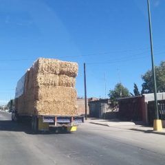 Apoyará municipio de Cuauhtémoc a ganaderos con pacas de rastrojo