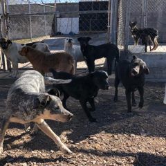 Pide CMACC esta navidad regalar mascotas en adopción