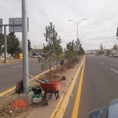 Concluye gobierno municipal de Cuauhtémoc forestación del boulevard Fernando Baeza