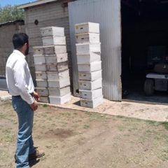 Convoca desarrollo rural a apicultores para recibir apoyo alimentario de sus colmenas