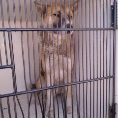 Perro muerde a una niña cuando volvía de la tienda