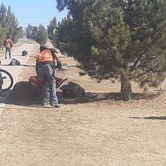 Replanta servicios públicos de Cuauhtémoc pinos en el bulevar Jorge Castillo