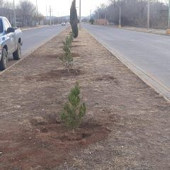 Con más de 300 árboles ha reforestado servicios públicos vialidades importantes de Cuauhtémoc