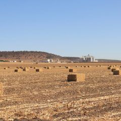 Capacitará desarrollo rural a ganaderos en elaboración de silo de rastrojo