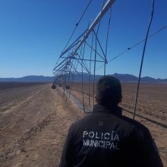 Roban nuevamente cableado de riego, ahora fueron 500 metros.