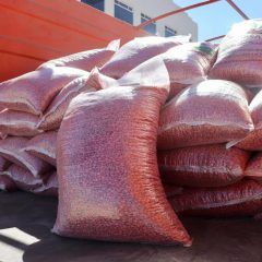 Otorgará gobierno municipal de Cuauhtémoc semilla de frijol para estimular siembras.