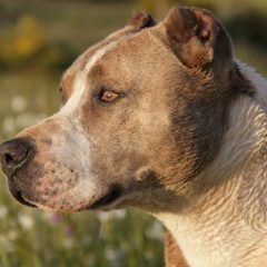 Perro pitbull muerde a joven de 29 años, dueño no se hace responsable