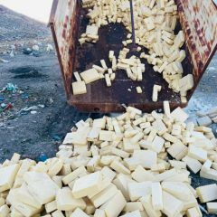 Destruye Coespris 10.6 toneladas de queso contaminado,  en la región de Cuauhtémoc.