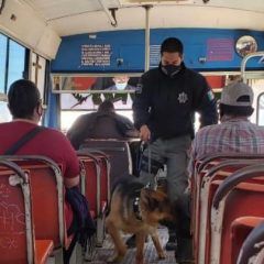 Continúa operativo de prevención por parte del grupo k9