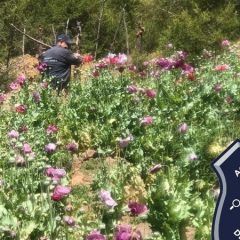 Destruye AEI plantío de amapola en Guadalupe y Calvo