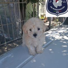 Recupera AEI mascotas reportadas robadas