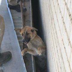 Rescata CMACC Cuauhtémoc a perrita atorada entre dos bardas
