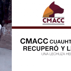 CMACC Cuauhtémoc libera lechuza recuperada tras accidente