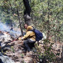 Coadyuvan bomberos y Protección civil de Cuauhtémoc en sofocar incendio forestal en San Francisco de Borja