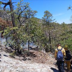 Liquidan brigadas cuatro incendios forestales en las más recientes horas