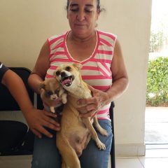 CMACC encuentra hogar para 312 mascotas