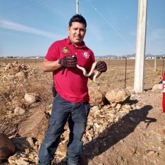 A diario bomberos atiende reportes de animales ponzoñosos en domicilios.