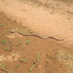 Capturan serpiente de cascabel en vivienda de Álvaro Obregón