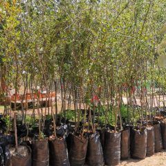 Arriban arboles para el programa «plantemos vida en el centro de Cuauhtémoc».