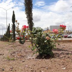 Forestación por el gobierno municipal mejoró imagen del bulevar Fernando Baeza.