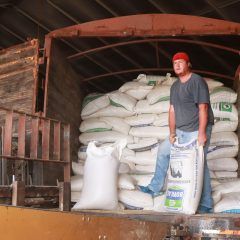 Ofrecen estado y municipio de Cuauhtémoc 100 toneladas de semillas de avena subsidiada.